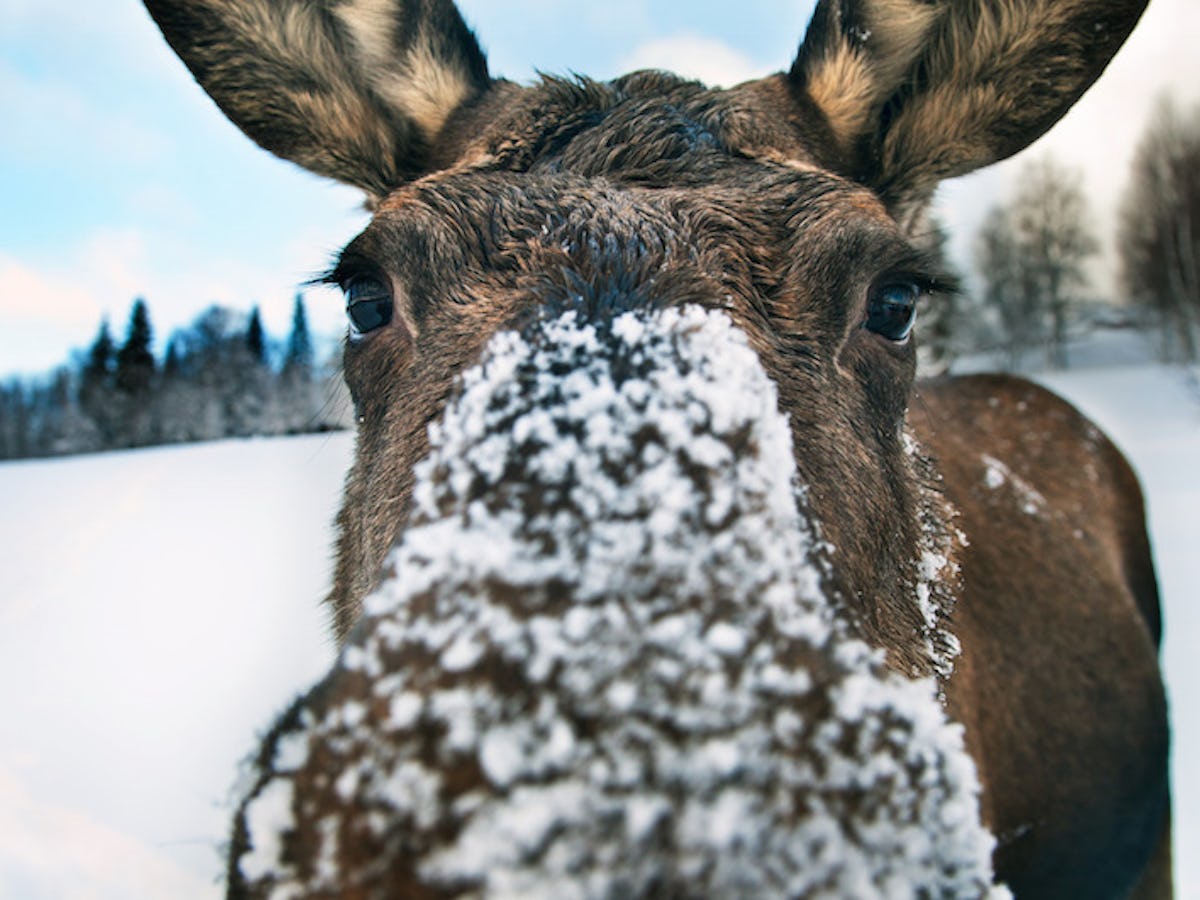 Neun Perfekte Orte Um Tiere In Freier Wildbahn Zu Beobachten Norr